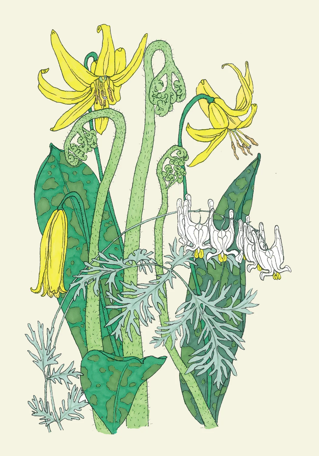 fiddleheads_sm_cream.jpg