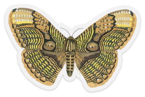 sticker mule owl moth.png