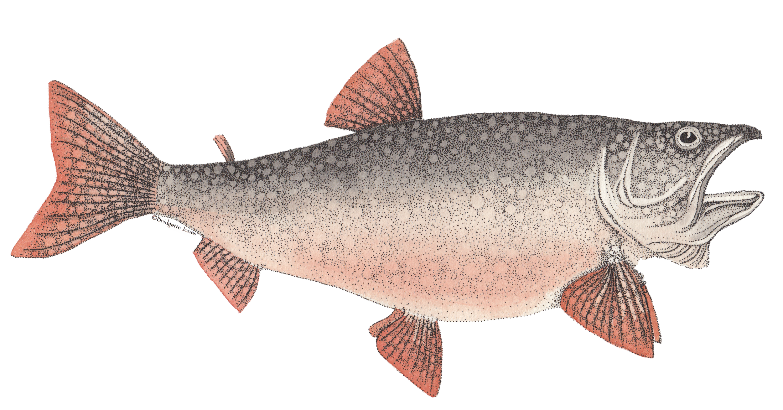 Mom-Fish2.png