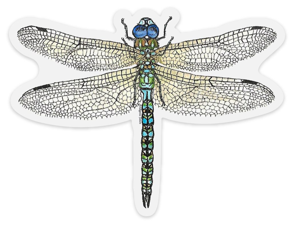 dragonflynew419.png