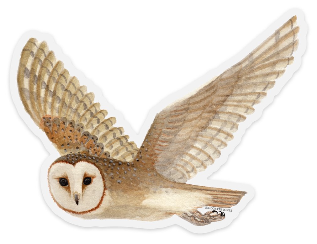 barnowlnew419.png