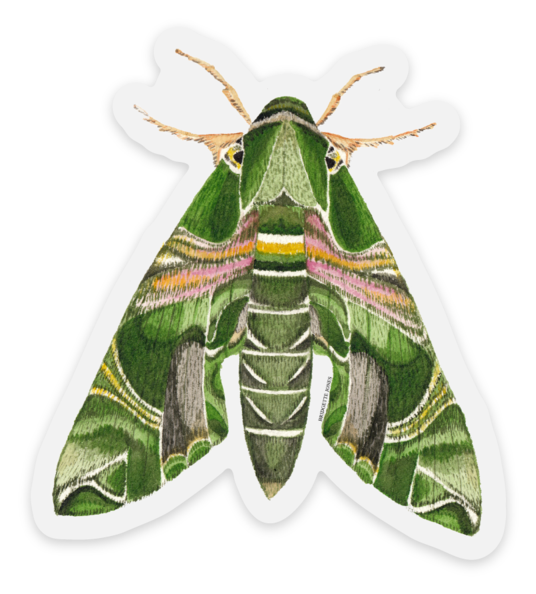 Clear Vinyl Luna Moth Sticker —mini cards Bridgette Jones Nature  Prints-Bridgette Jones Nature Prints