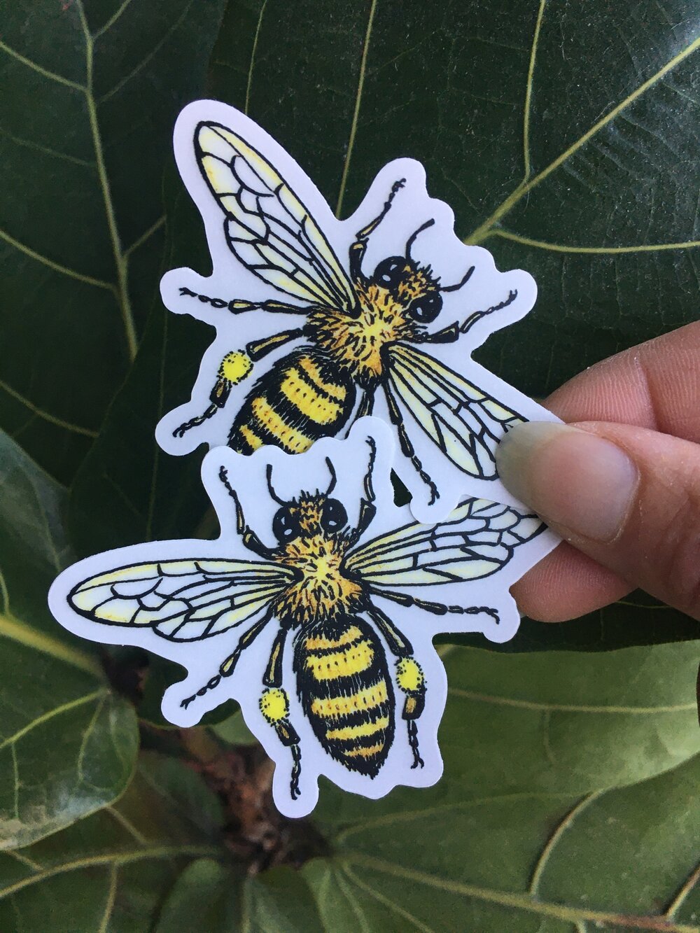 2 Pk Clear Vinyl New Honey Bee Bumper Stickers —mini cards Bridgette Jones  Nature Prints-Bridgette Jones Nature Prints