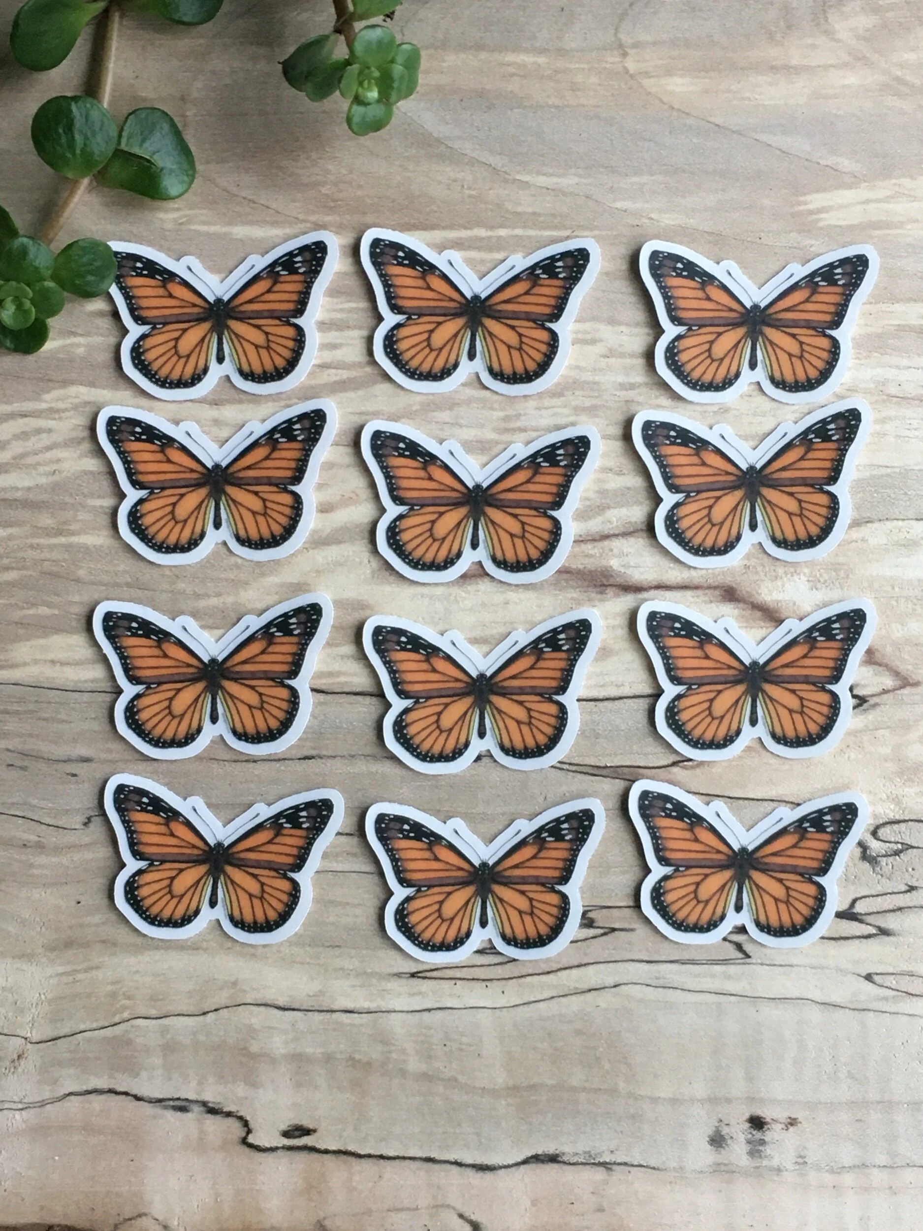 E0C6F056-0D40-4BAF-A24B-0D5679E8F1BE