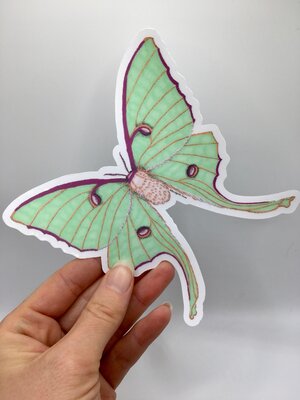 Clear Vinyl Atlas Moth Sticker —mini cards Bridgette Jones Nature  Prints-Bridgette Jones Nature Prints