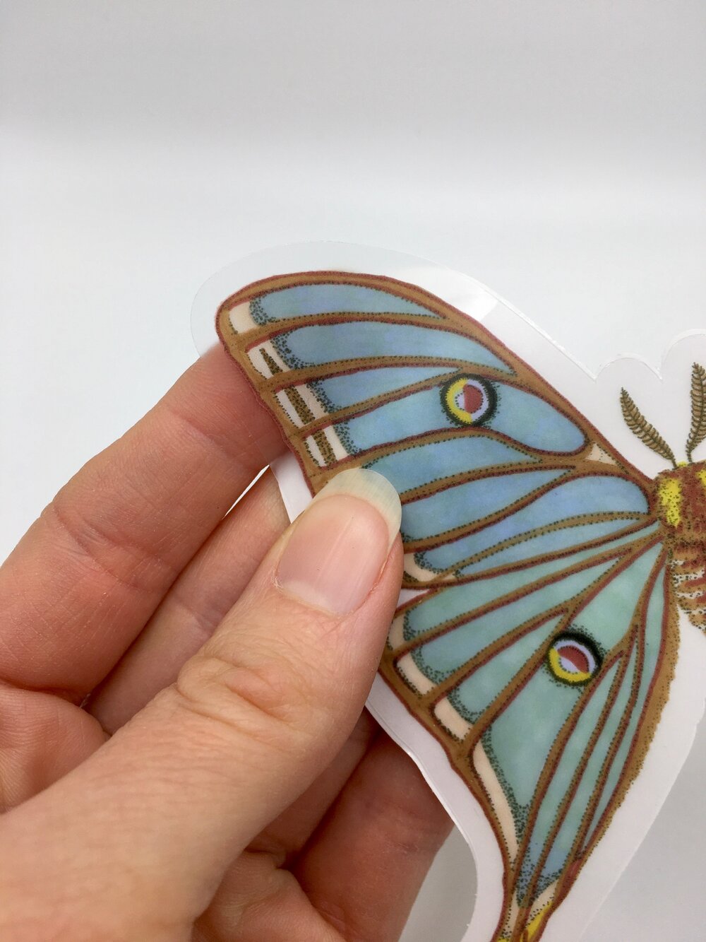Clear Vinyl Luna Moth Sticker —mini cards Bridgette Jones Nature  Prints-Bridgette Jones Nature Prints