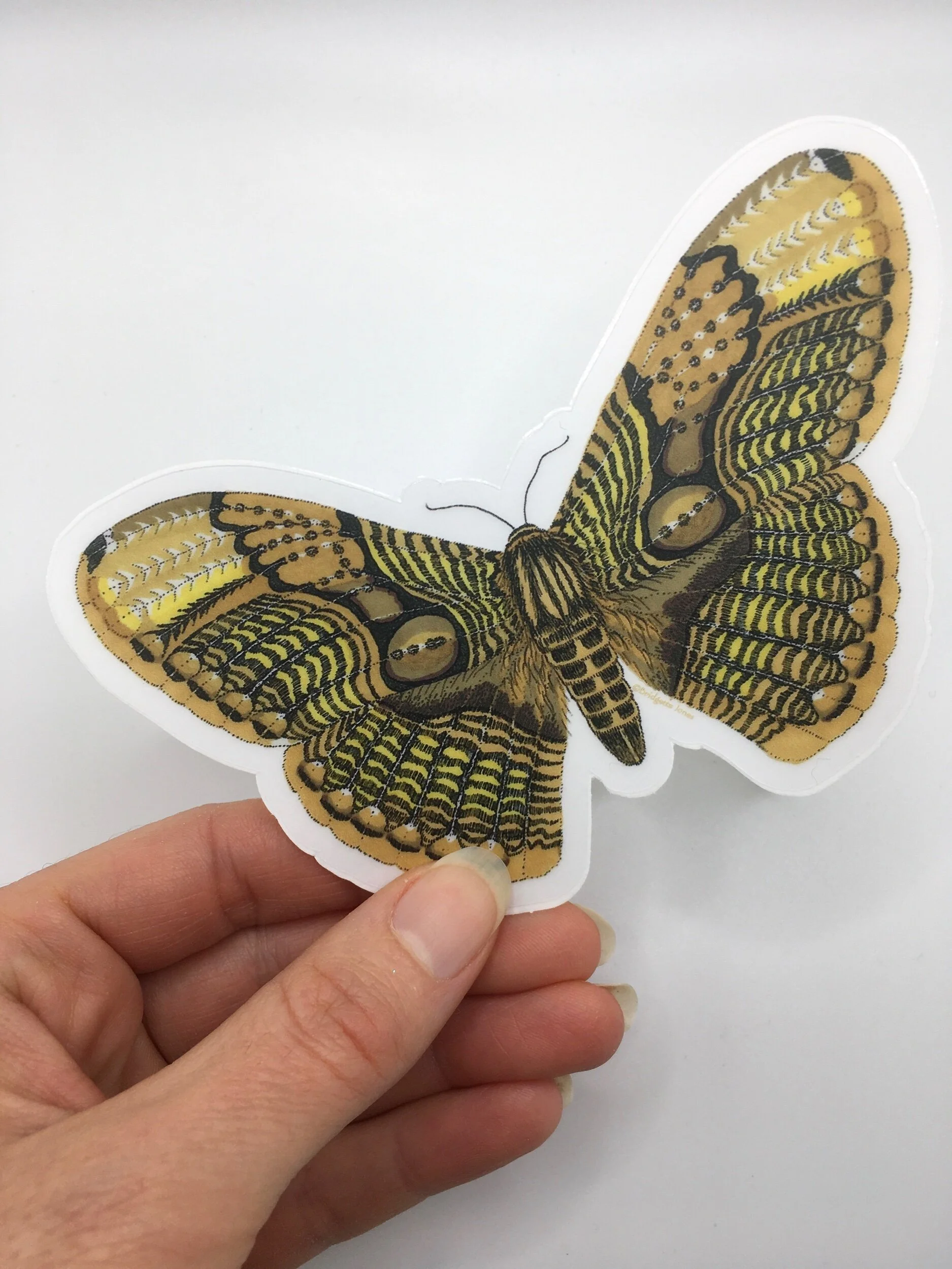 C806ACED-9DD6-4B55-B0B7-EC88D1A54EF6