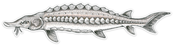 sturgeon sticker.png