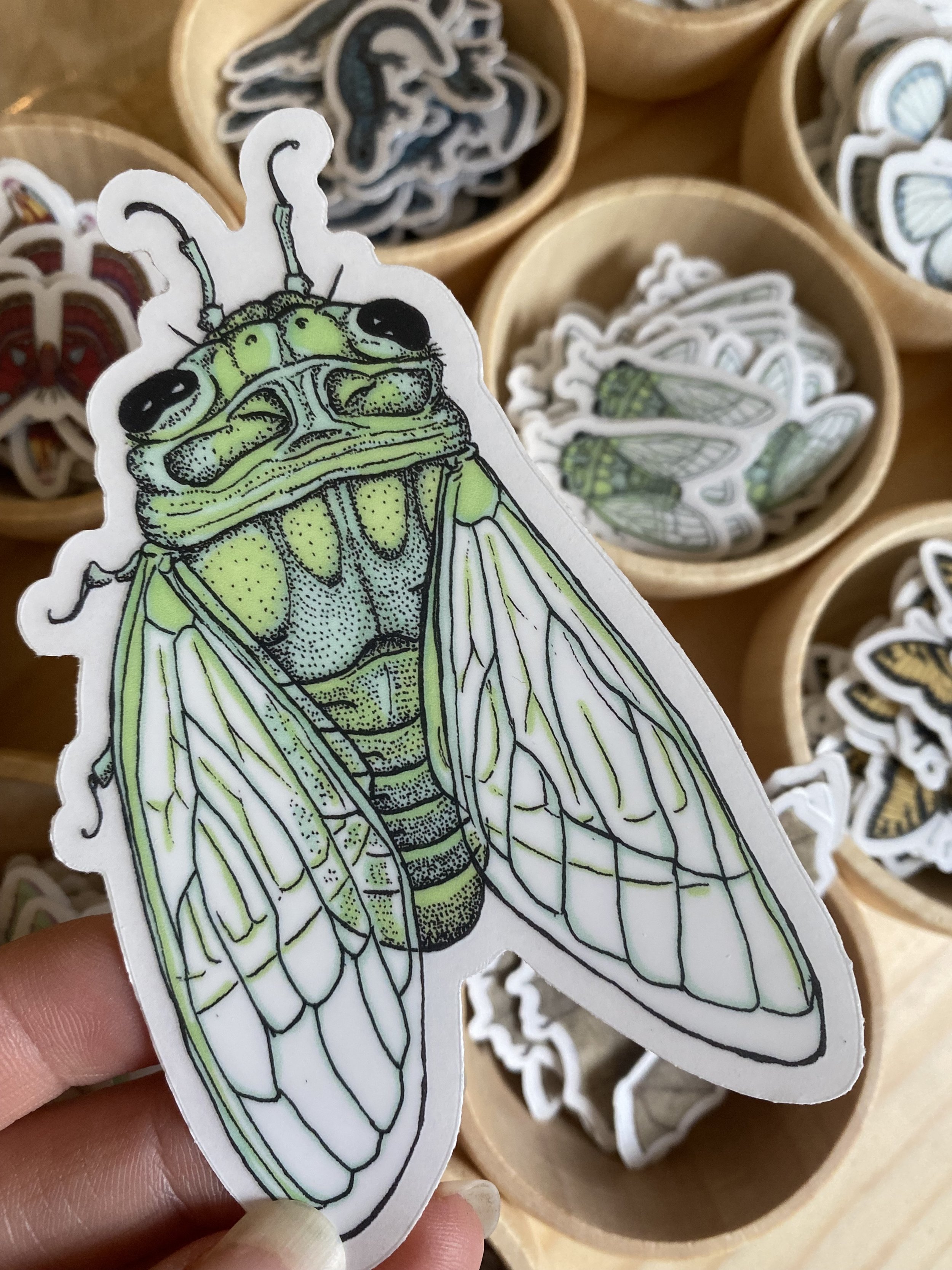 cicada w background.jpg