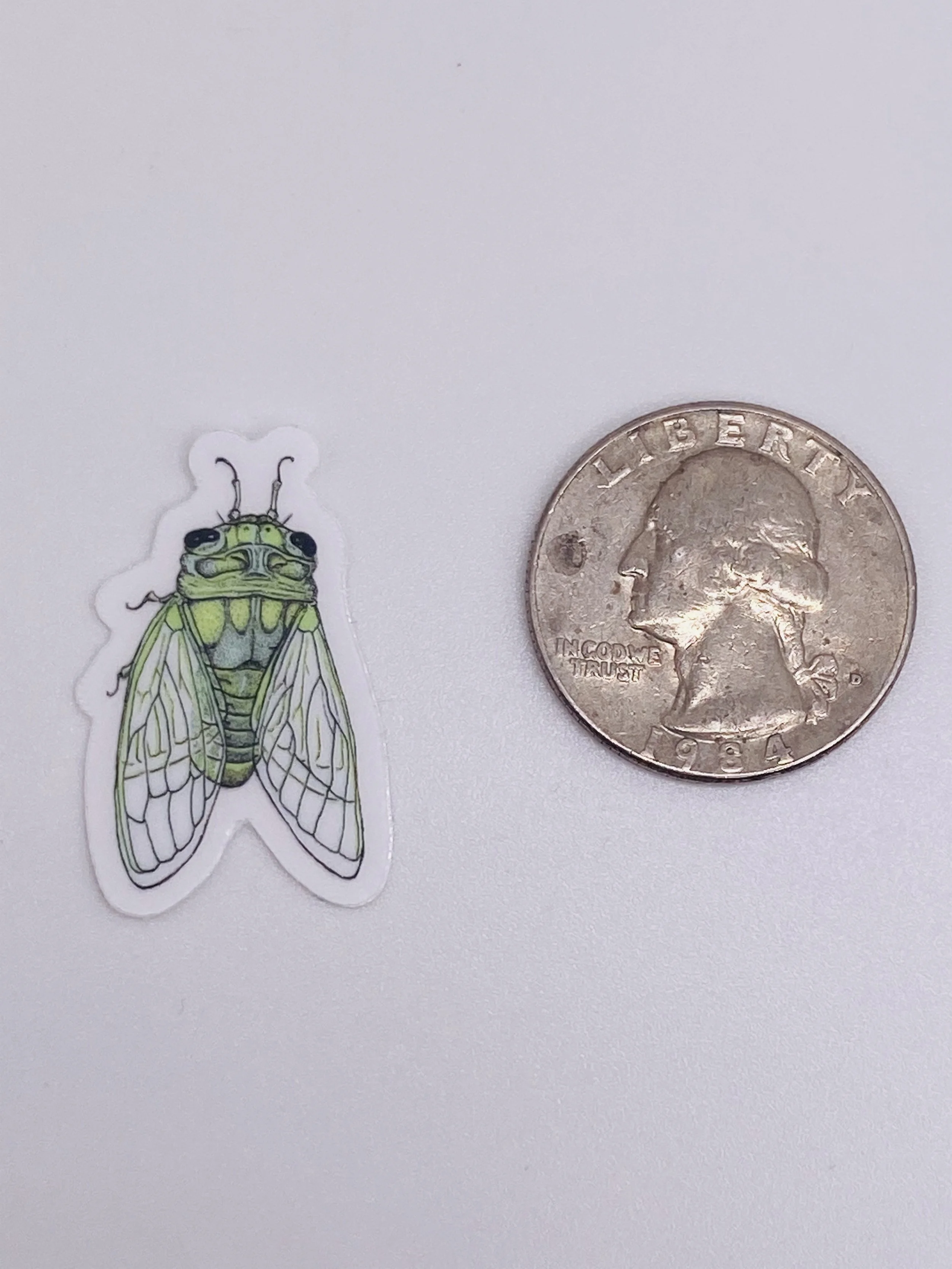 cicada w quarter.jpg