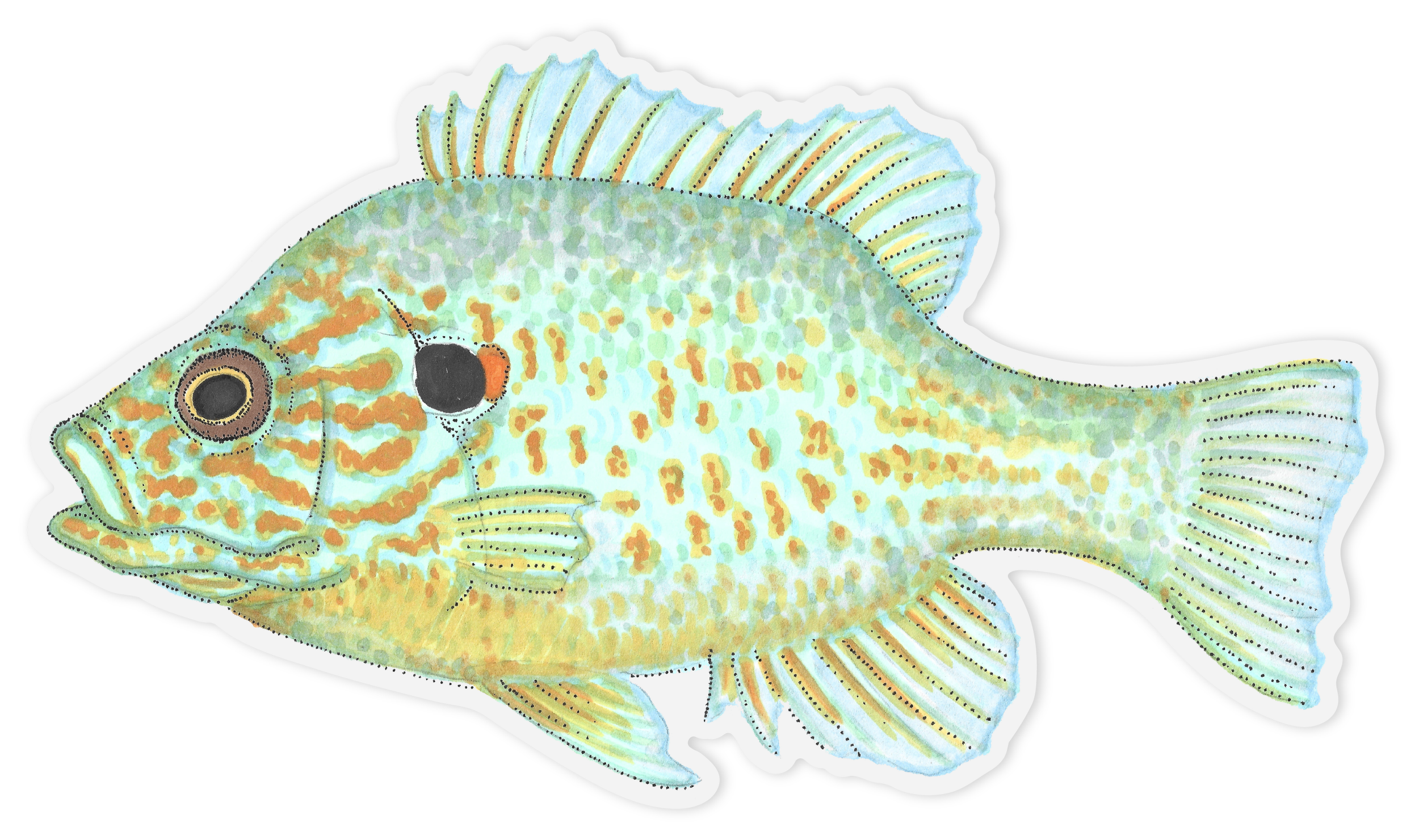 bluegillstickercorrect.png
