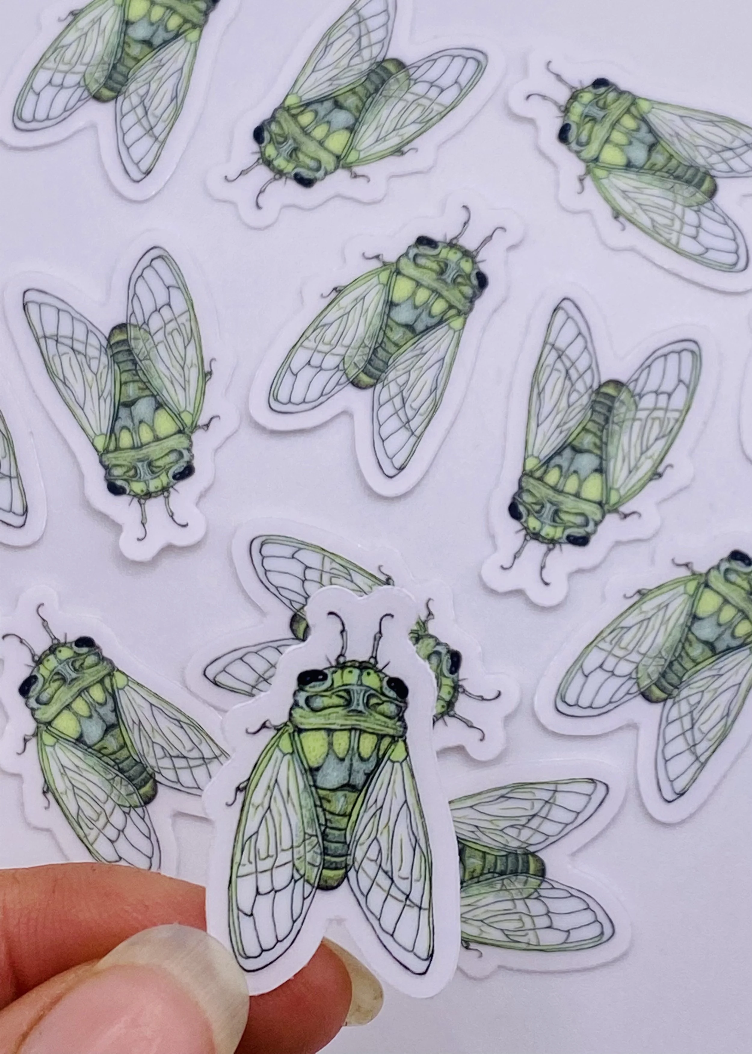 cicada mini.jpg