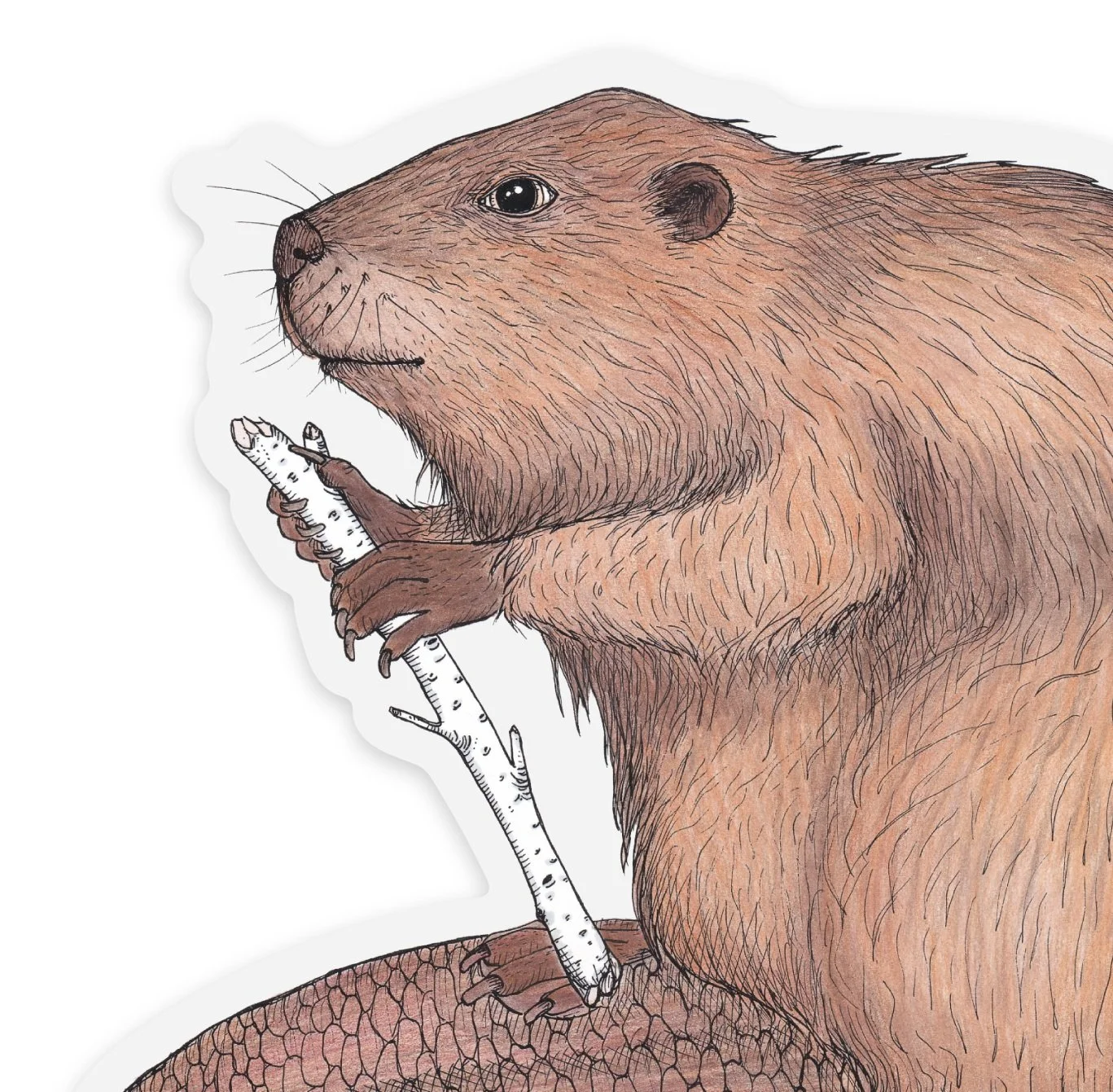 beaversticker.jpg