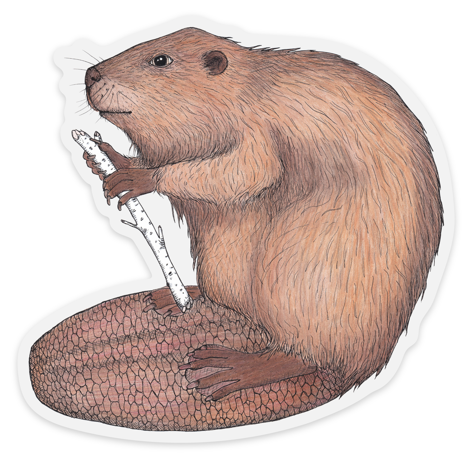 beaversticker.png
