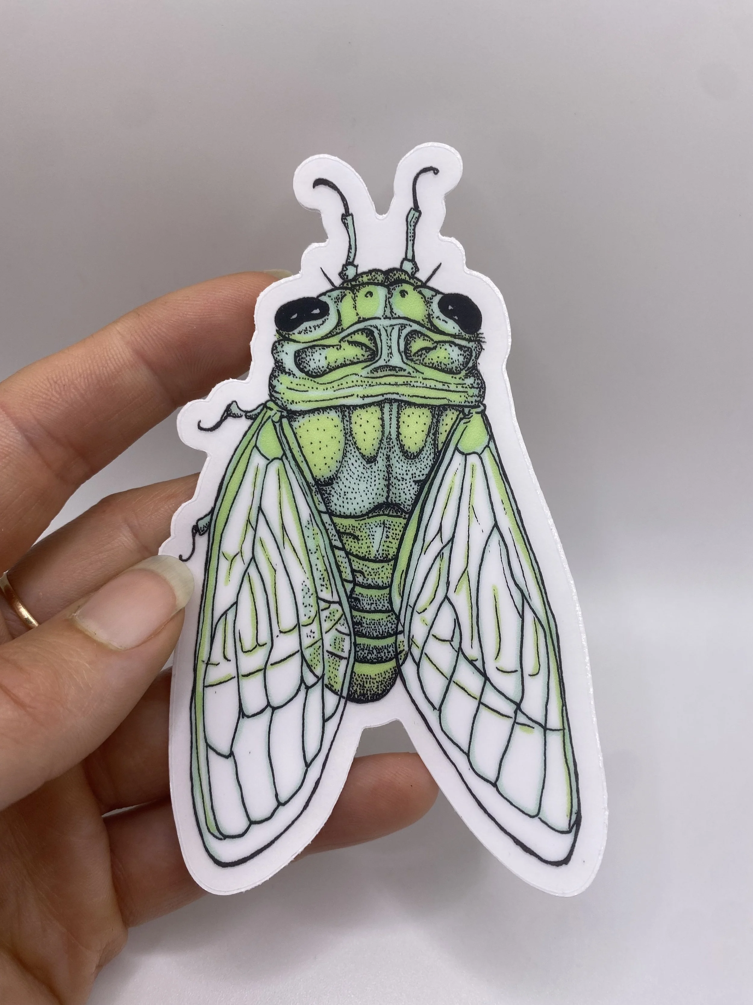 cicada in hand.jpg