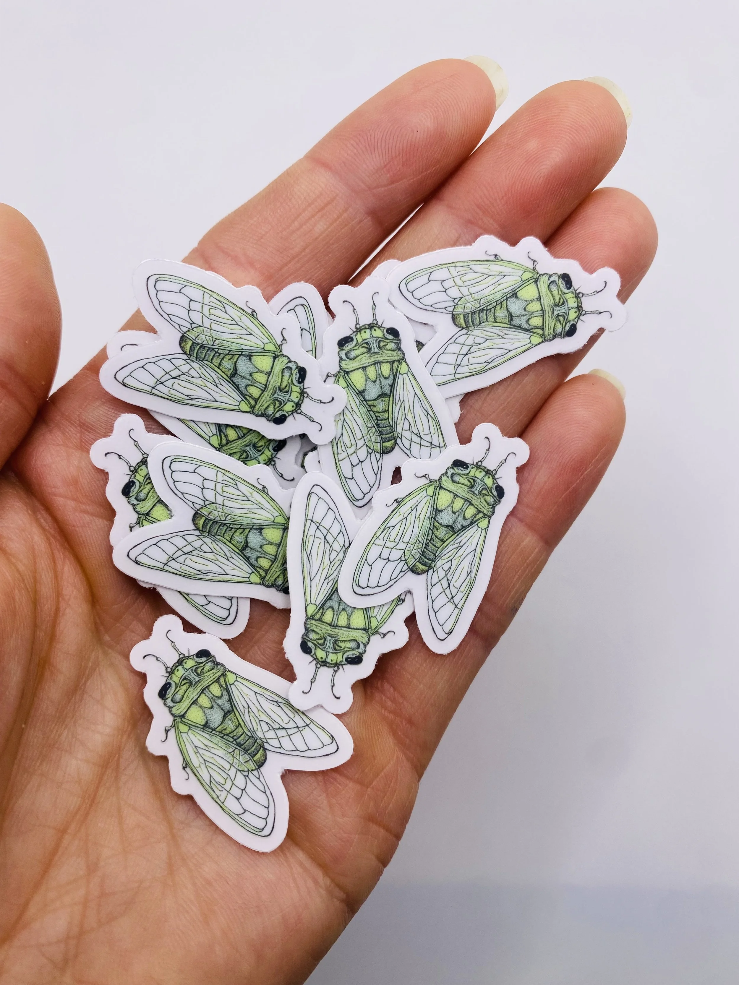 cicada handful.jpg