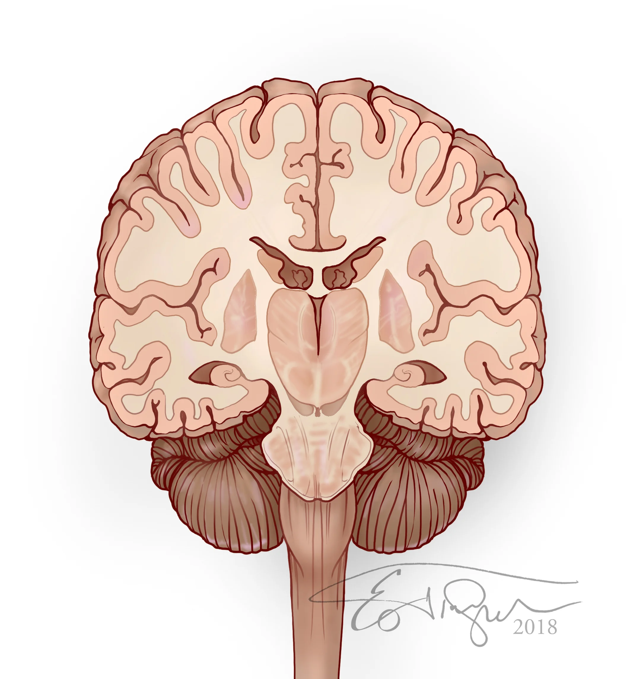Anatomy Coronal Brain 2.jpg