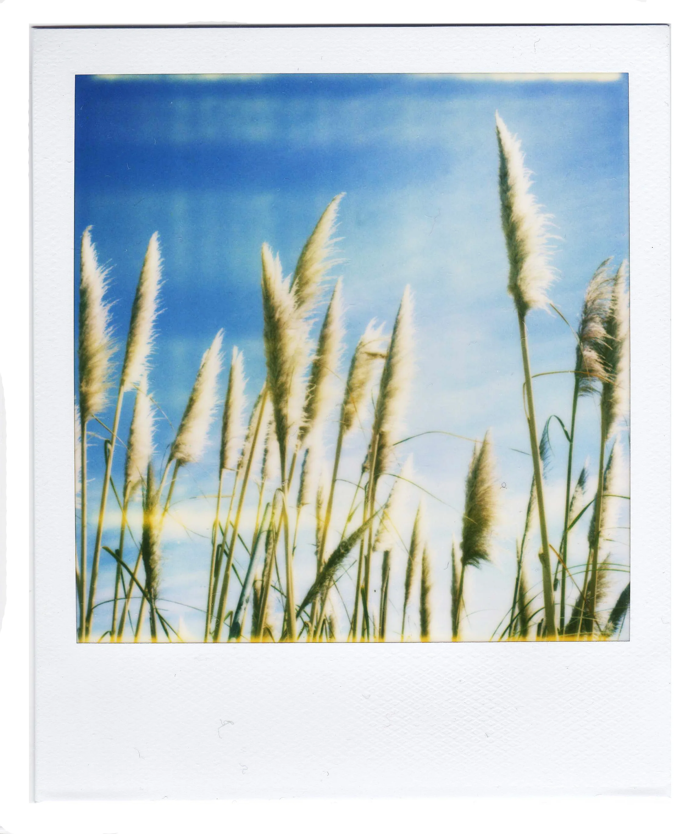 Reeds.jpg