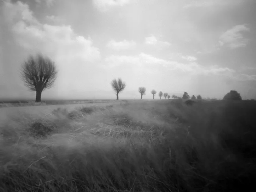 StubbyTrees.jpg