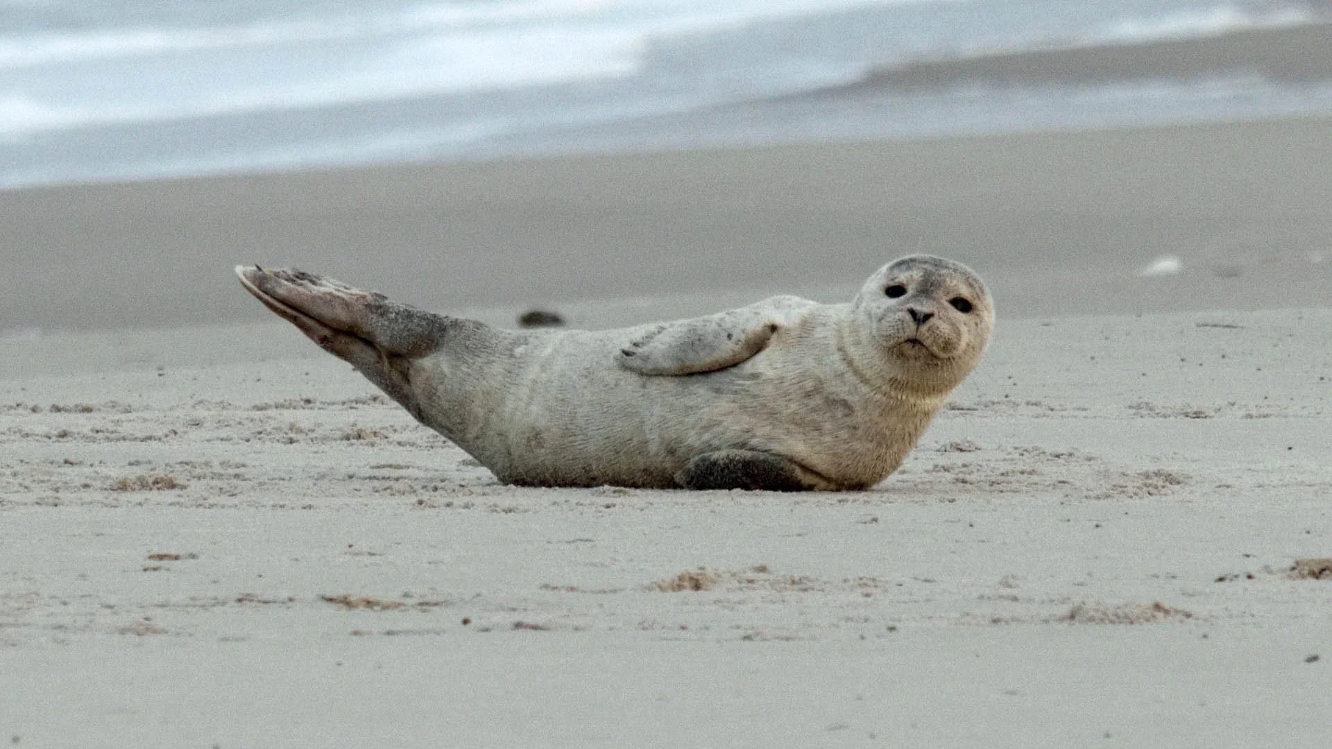 THE BOARDFLASH KITE SCHOOL DENMARK CAMP