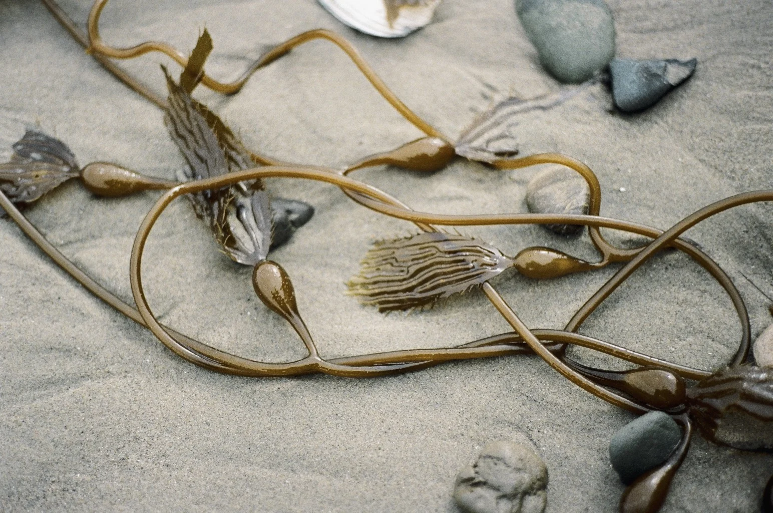 Kelp study.jpg