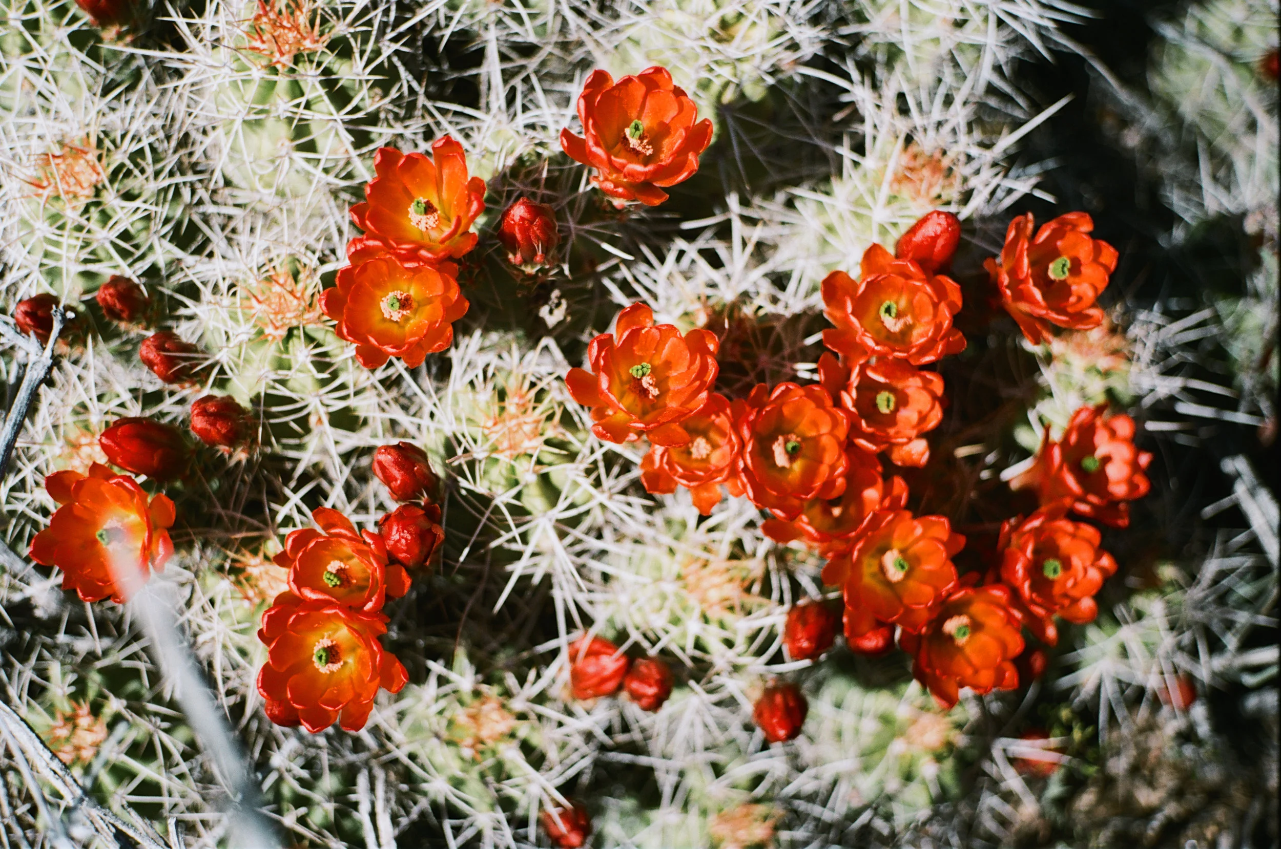 Desert Crystals Ryan Tatar (2).jpg