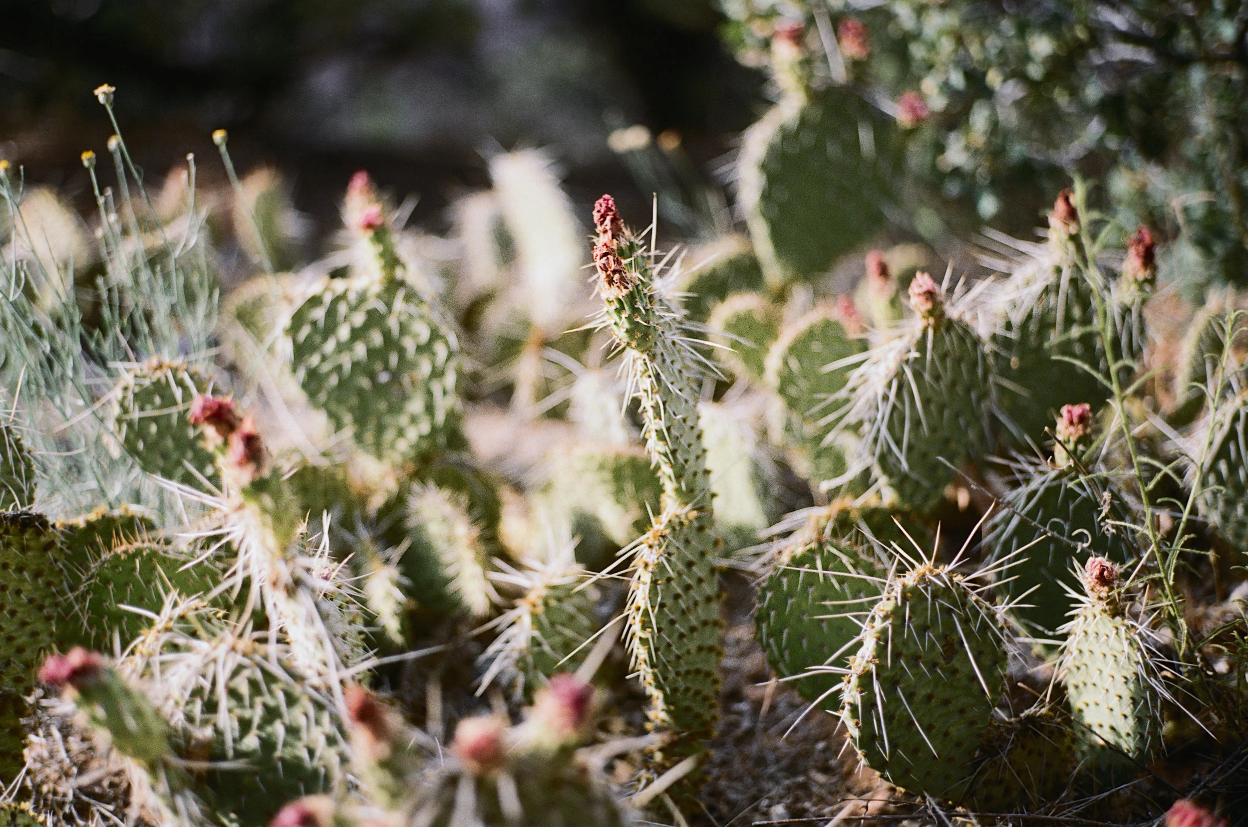 Desert Crystals Ryan Tatar (5).jpg