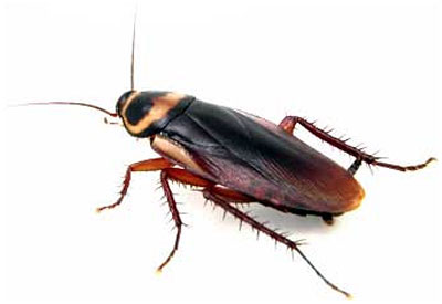 Artists Rendition of Sepp Blatter