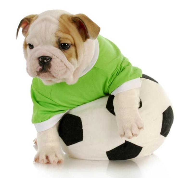 puppies-world-cup-01.jpg