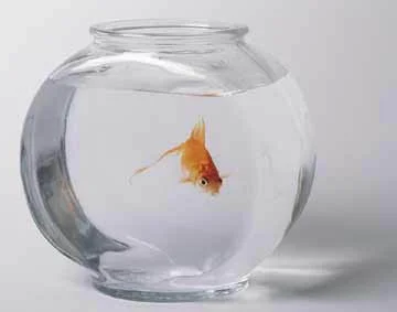 Fish.jpg