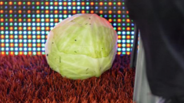 cabbage.png