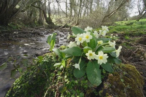 Spring Primrose garden open for WaterAid