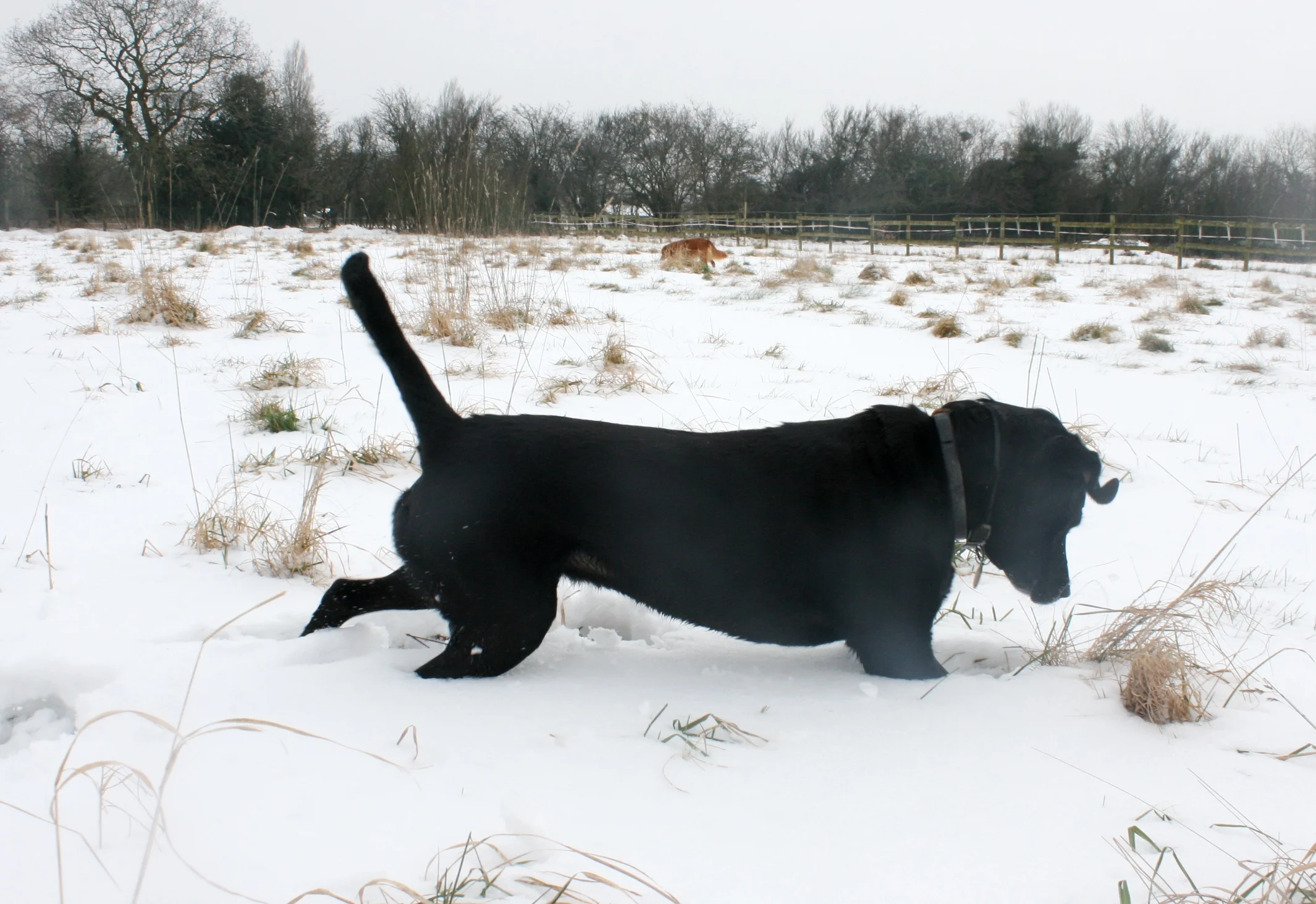 Snow March 2nd 041.JPG