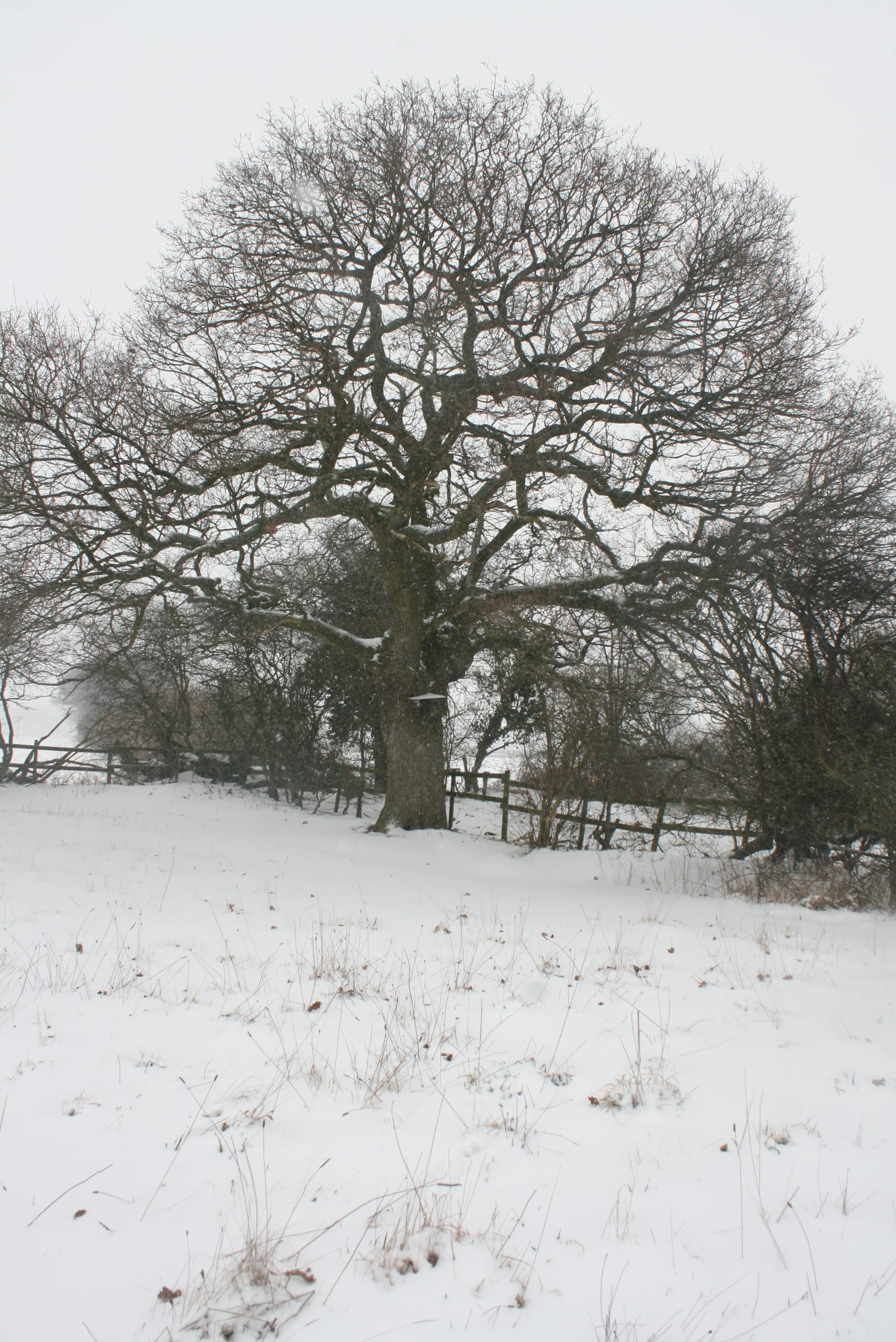 snow Feb 28March1st 100.JPG