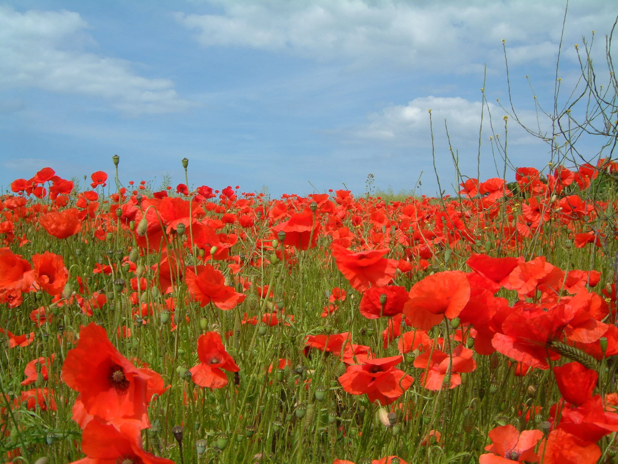 Remembrance Day Service