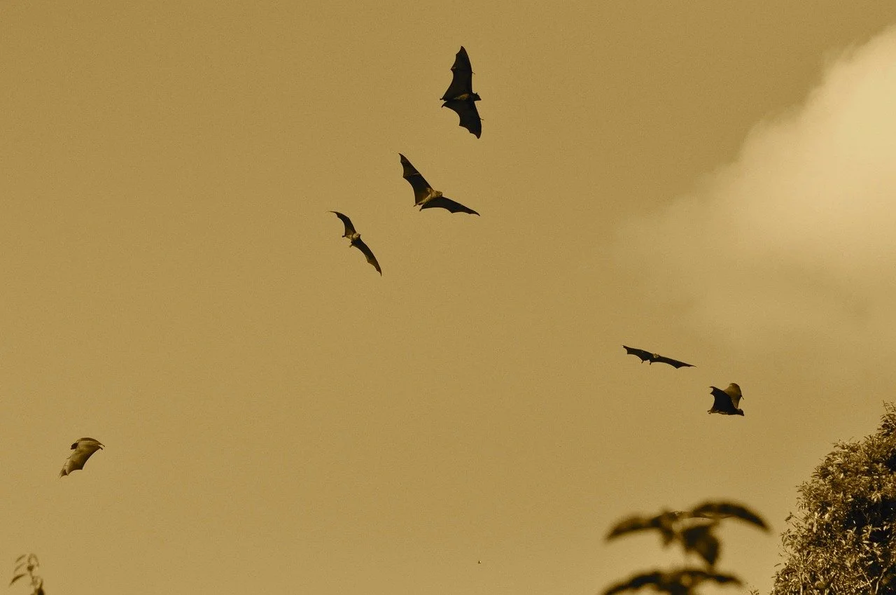 Friends of Chill Wood present a Bat Talk and Walk