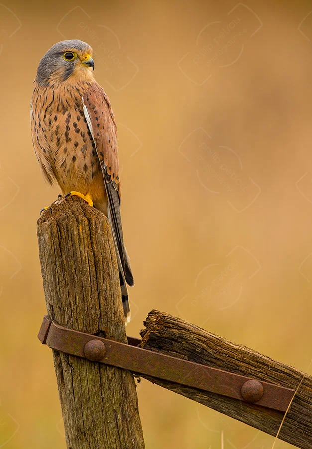 Autumn Kestrel