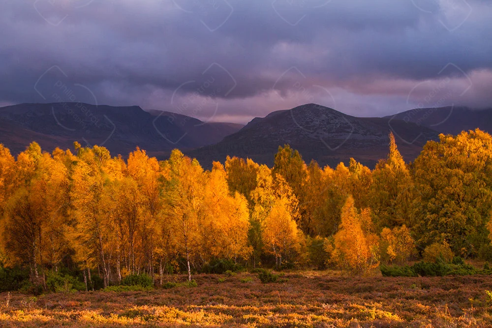 Cairngorms