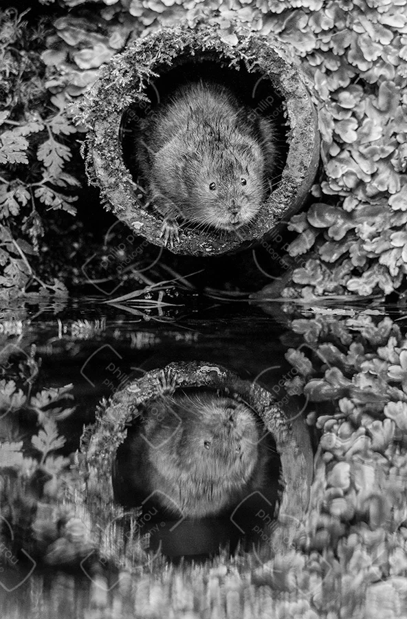 Coming Out (BW)