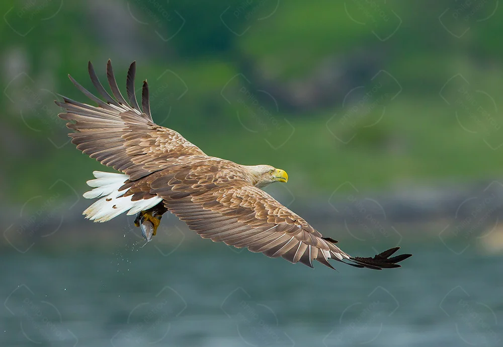 Fish Supper