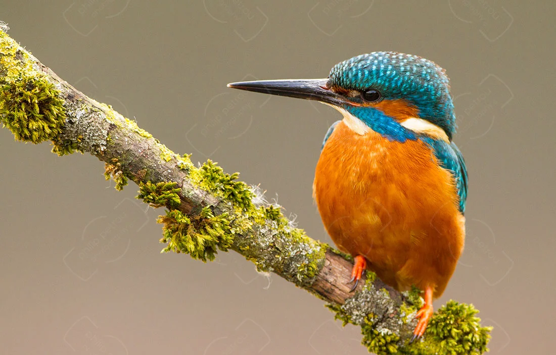 KingFisher
