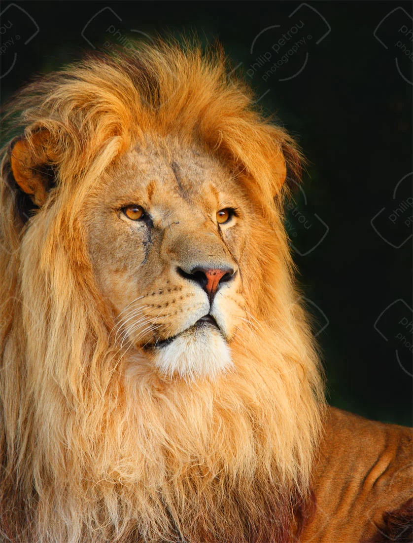 Lion King
