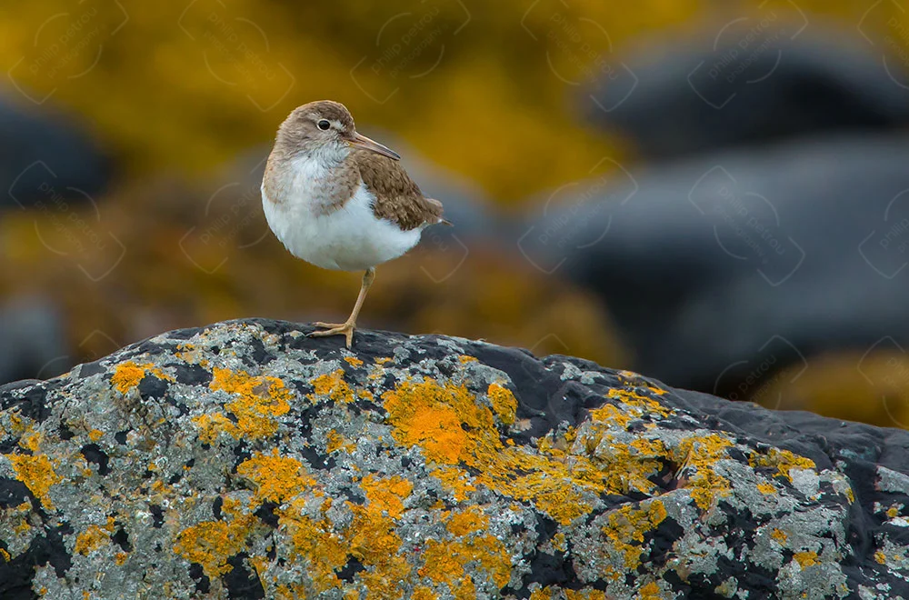 Mull Sandpiper