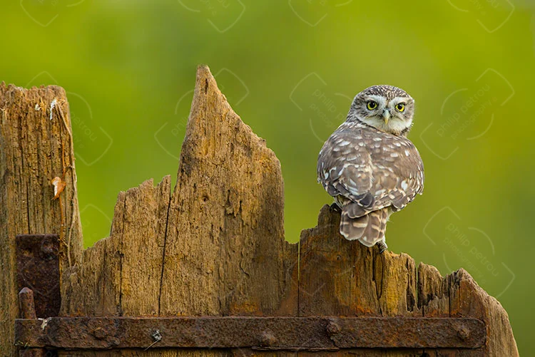 On The Fence