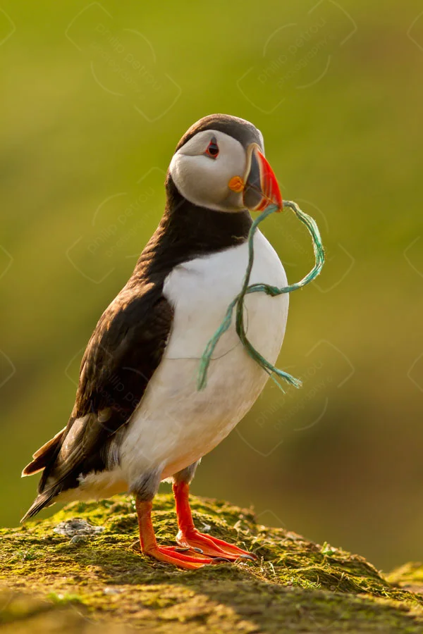 Rope Trick