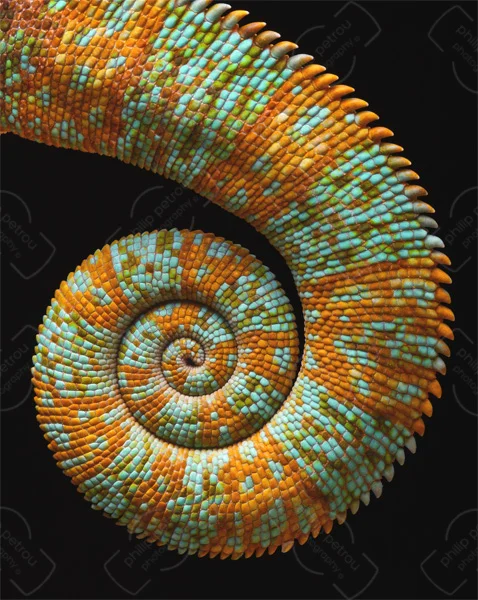 Spiral Comp