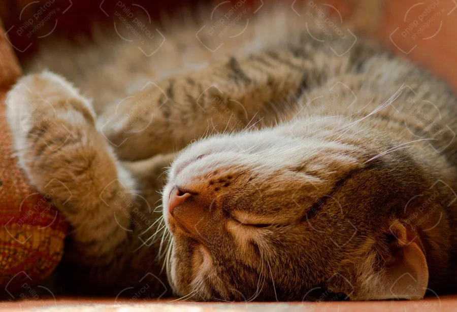 Sweet Dreams 2