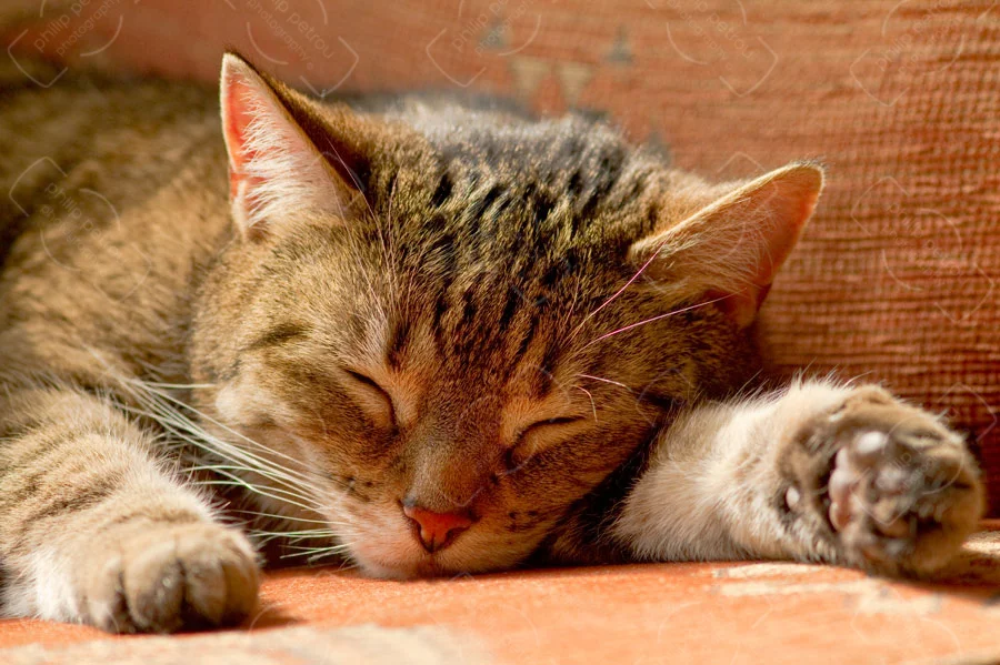 Sweet Dreams