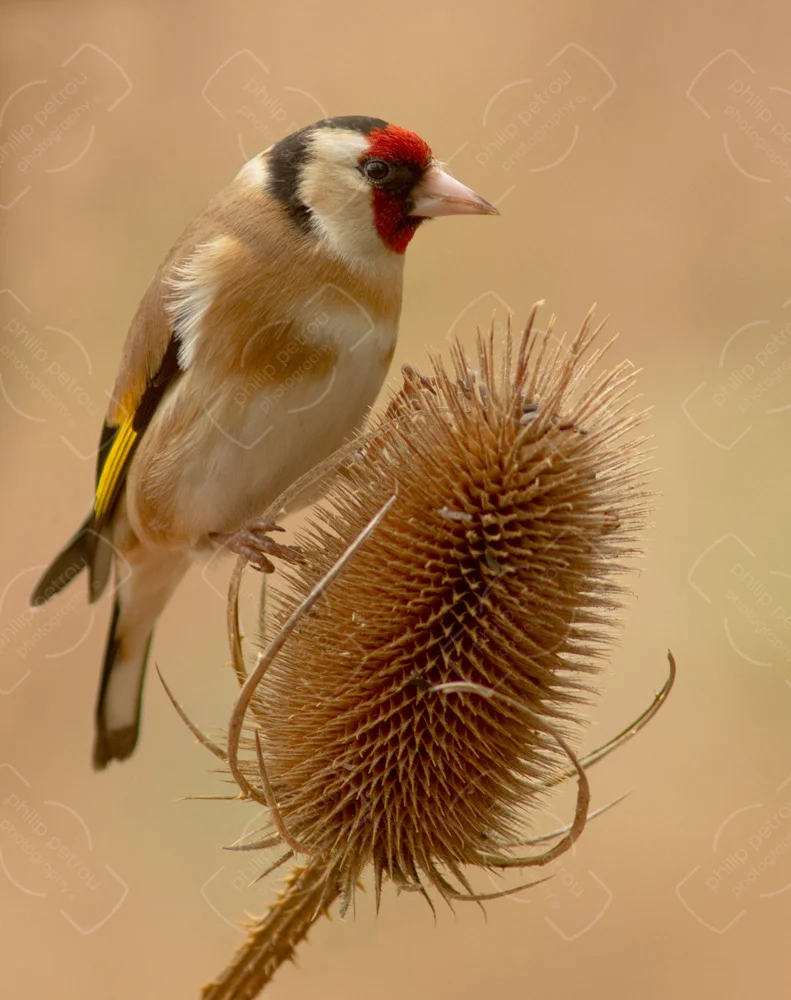 Teasel