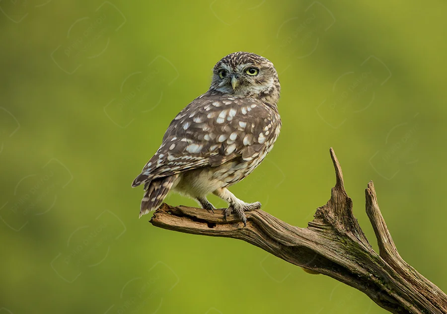 Wary